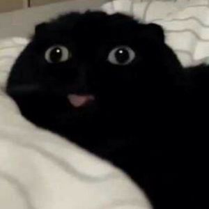 Meet your Posher, Ari